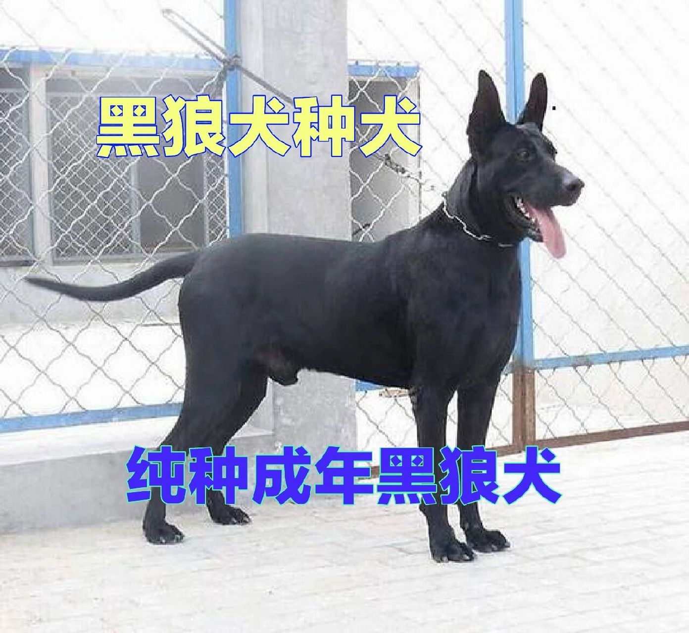 黑狼犬价格黑狼幼犬售价标准黑狼犬详细介绍 纯种黑狼犬是比较好的