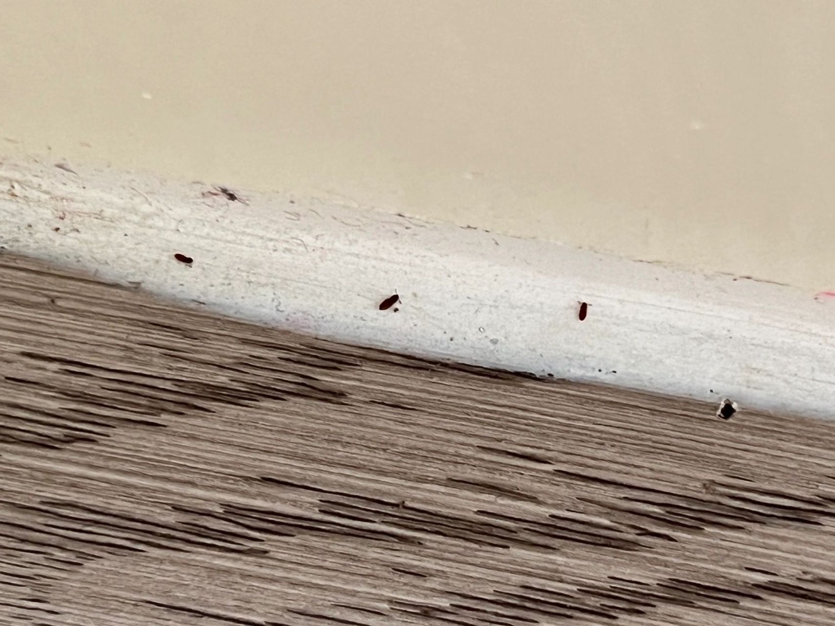 褐色的小飞虫.杀了好几次虫了.一直都还有