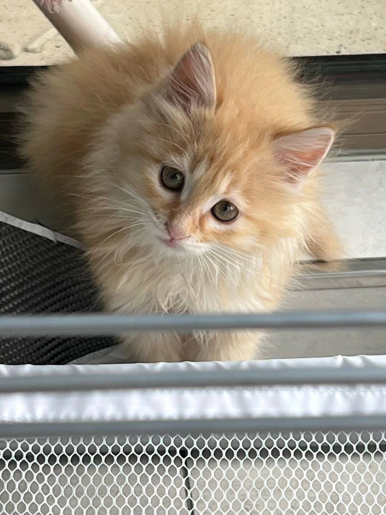 两个半月的长毛橘猫