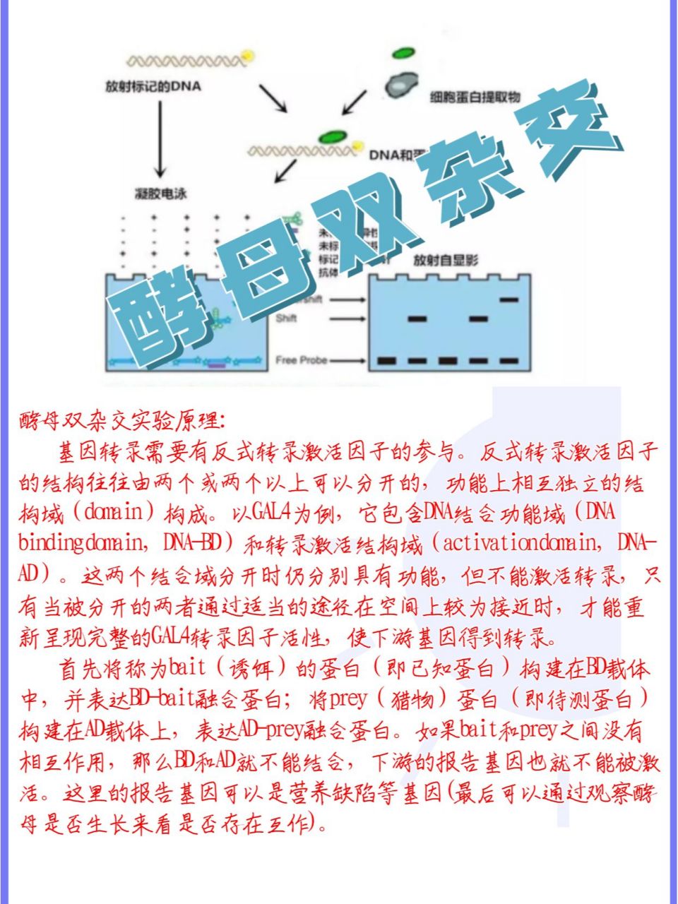 史上最详细酵母双杂交实验解读,学习起来!