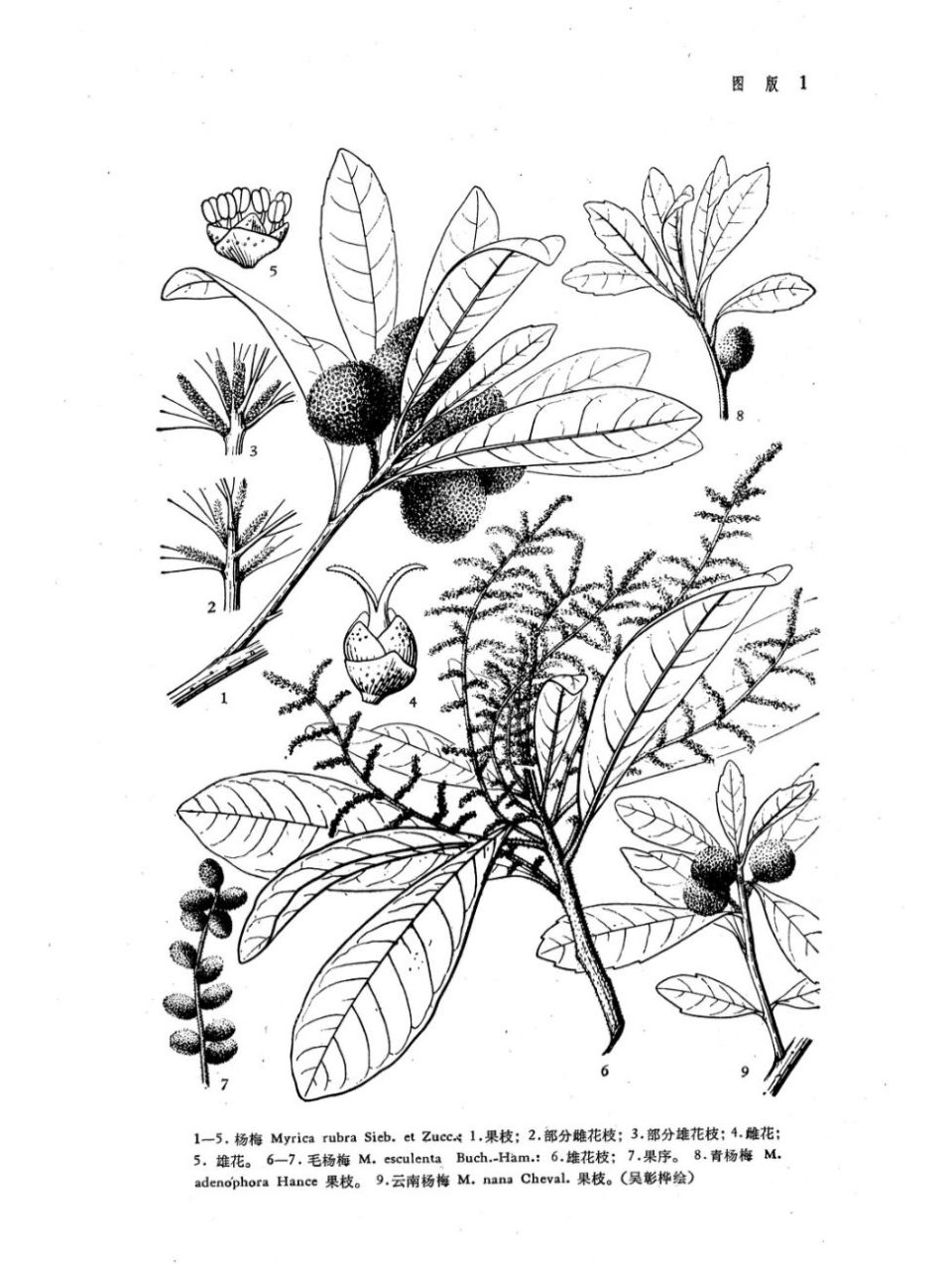 记录植物|杨梅来啦 圆滚滚的杨梅准备熟了 	 形态特征: 	 树干 常绿