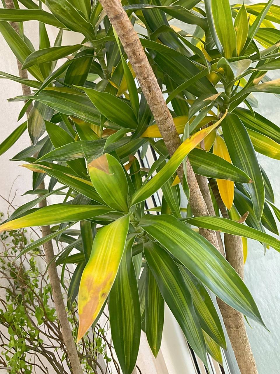 请问各位大佬,百合竹叶子这样发黄是怎么了      	 后续 已经没有黄叶