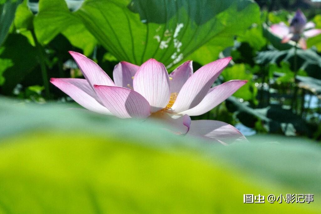 做一株亭亭玉立,风姿优雅, 清香远溢的荷仙子,守一颗清心 ,不为外界所