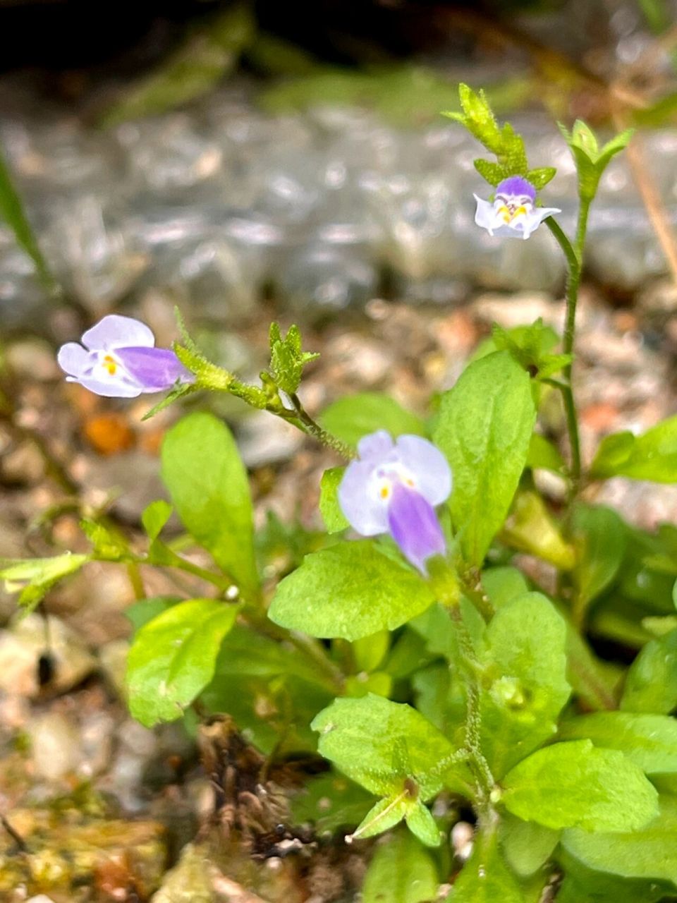o. kuntze)玄参科通泉草属植物一年生草本植物.