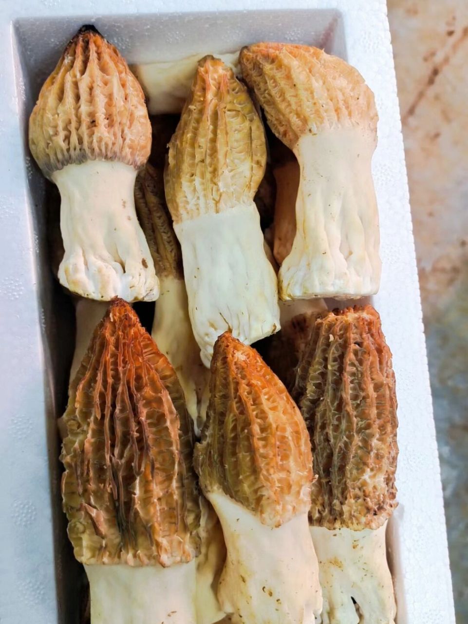 牛肚菌 羊肚菌具有预防肿瘤,温补肾阳,预防亚健康,强壮身体等功效.