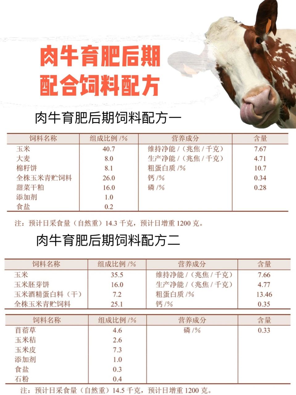 肉牛育肥后期配合饲料配方