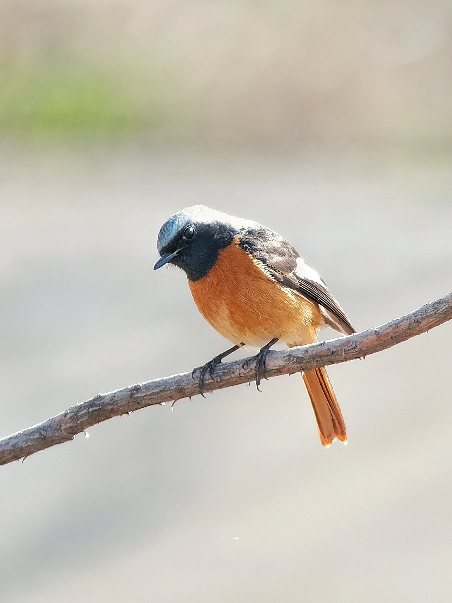 观鸟|北红尾鸲(鸟种序号:14