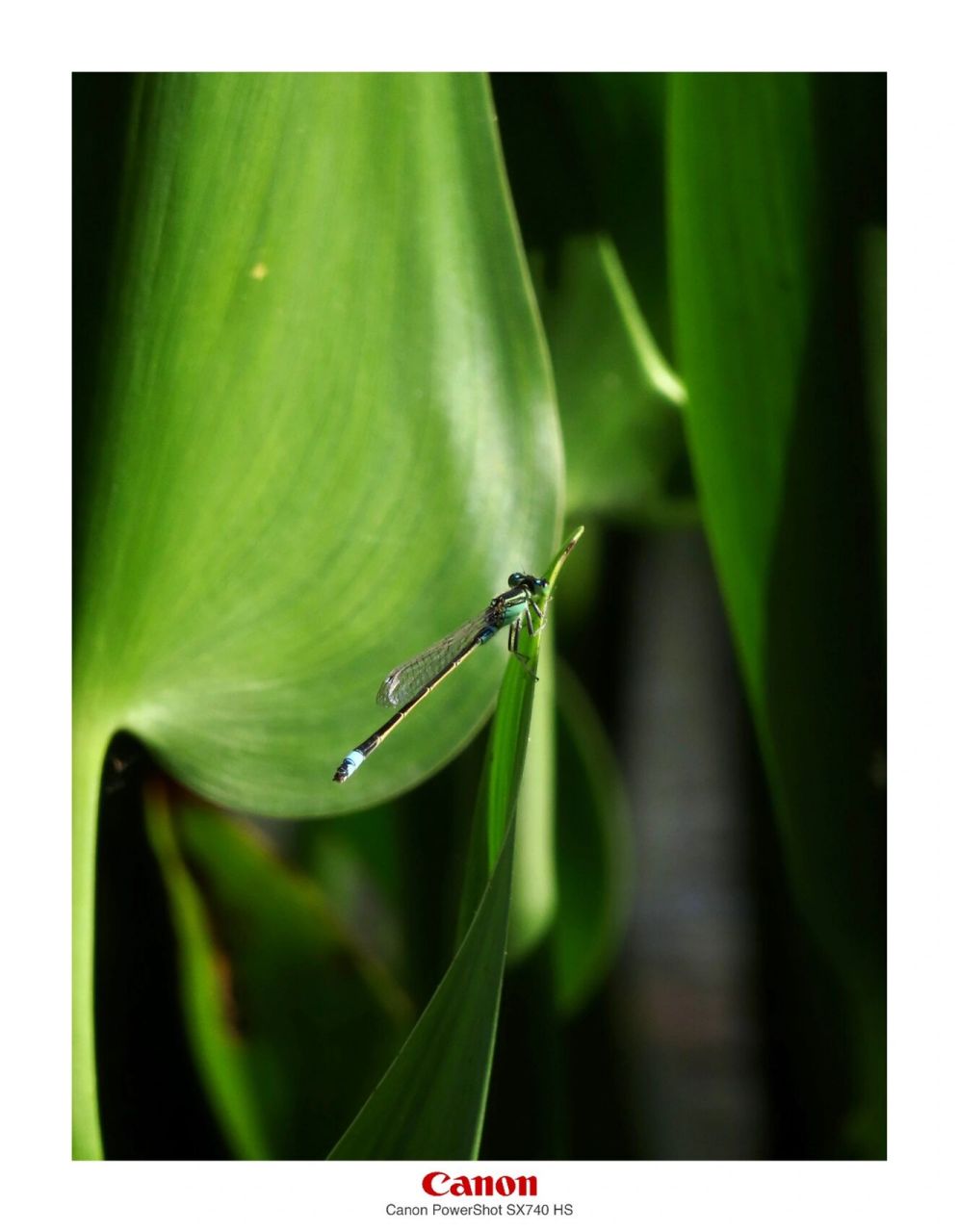佳能sx740hs|超长焦的便携小底卡片机|样片 佳能sx740hs作为一台2018