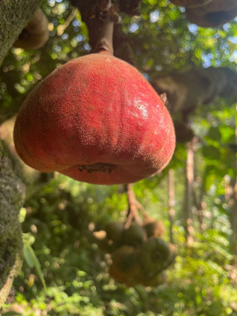 野生无花果 我看到很多小红94摘的无话果都和我摘的这个不一样,树好