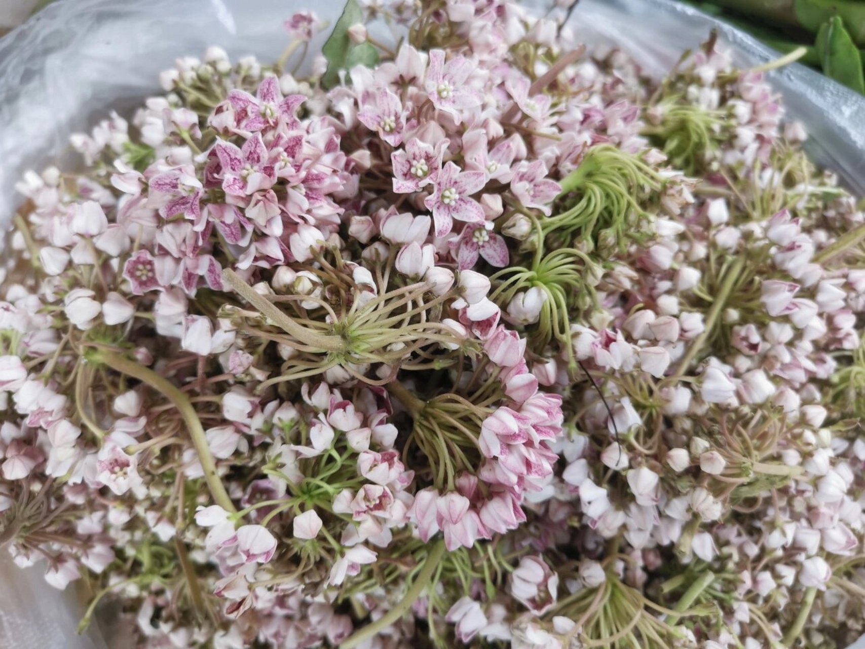 奶浆花  云南人吃奶浆花的季节到了.