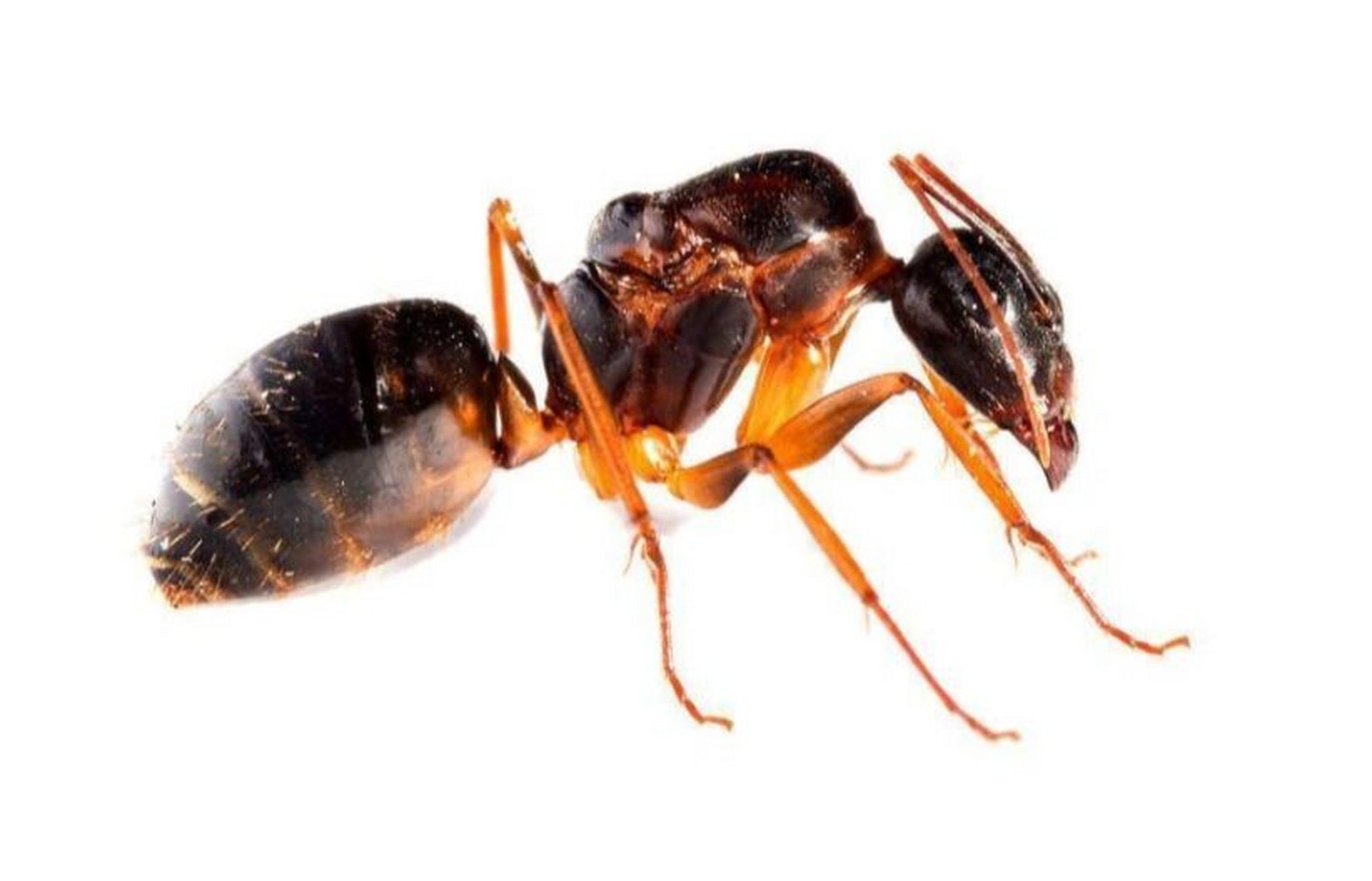 怎么办 一,为什么床上会有蚂蚁?