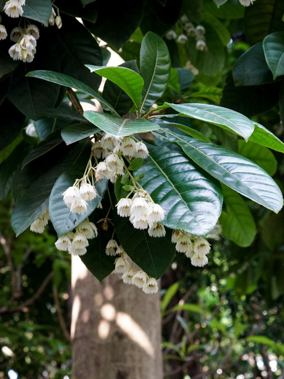 植物摄影95长芒杜英90树上挂满白色的铃 长芒杜英,开花时如同一串