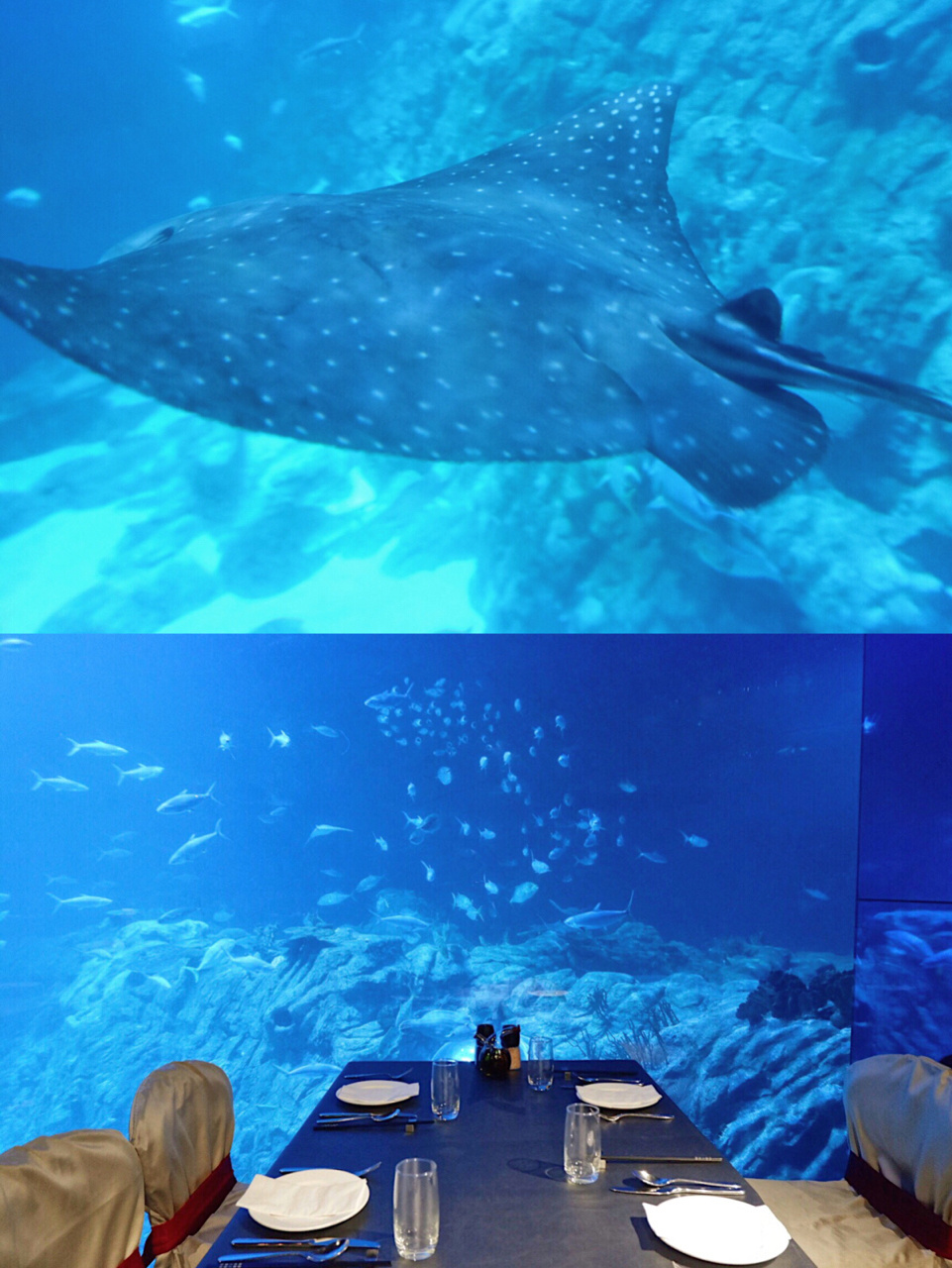 香港有海底餐厅啦!人均10097就在海洋公园里!
