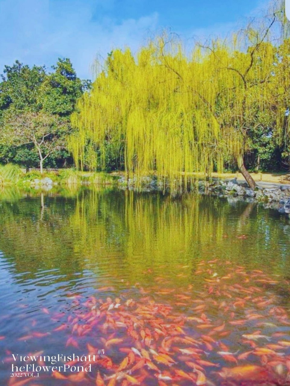 杭州西湖十景之:花港观鱼 花港观鱼是占地300多亩的大公园,也是西湖的