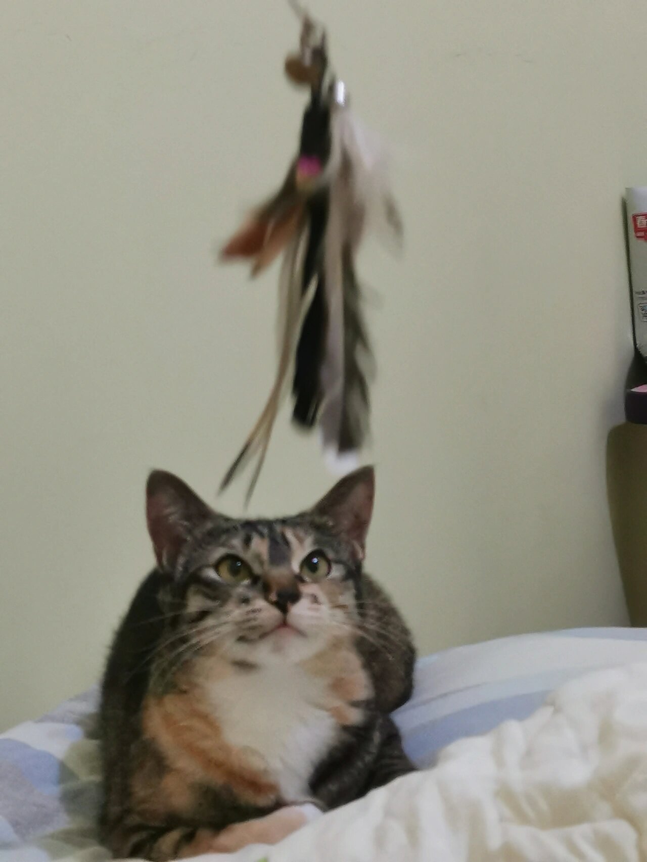 猫咪看到逗猫棒发出的声音是啥?