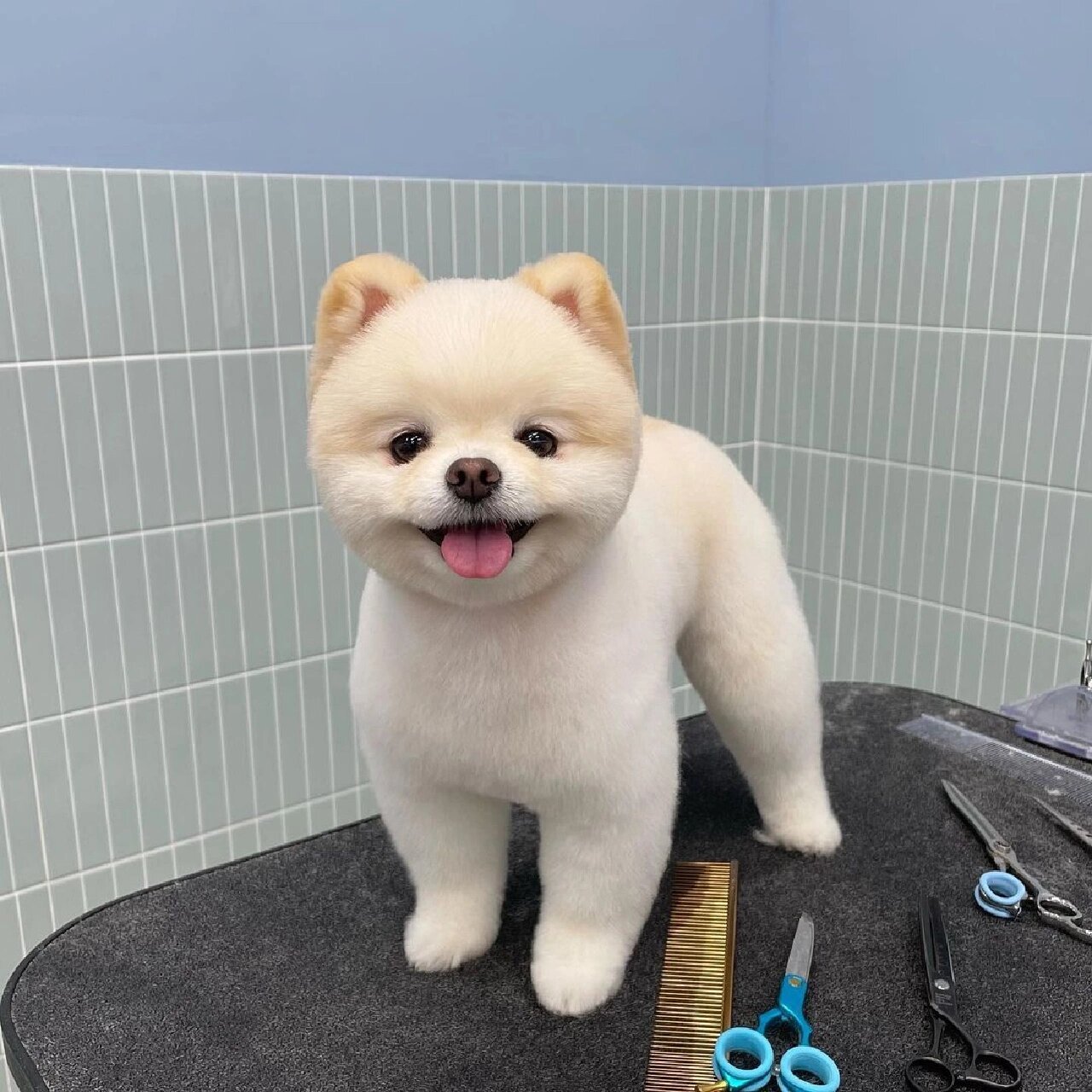 今天分享一些好看的博美「俊介」造型 顺便讨论一下到底哪些条件下是