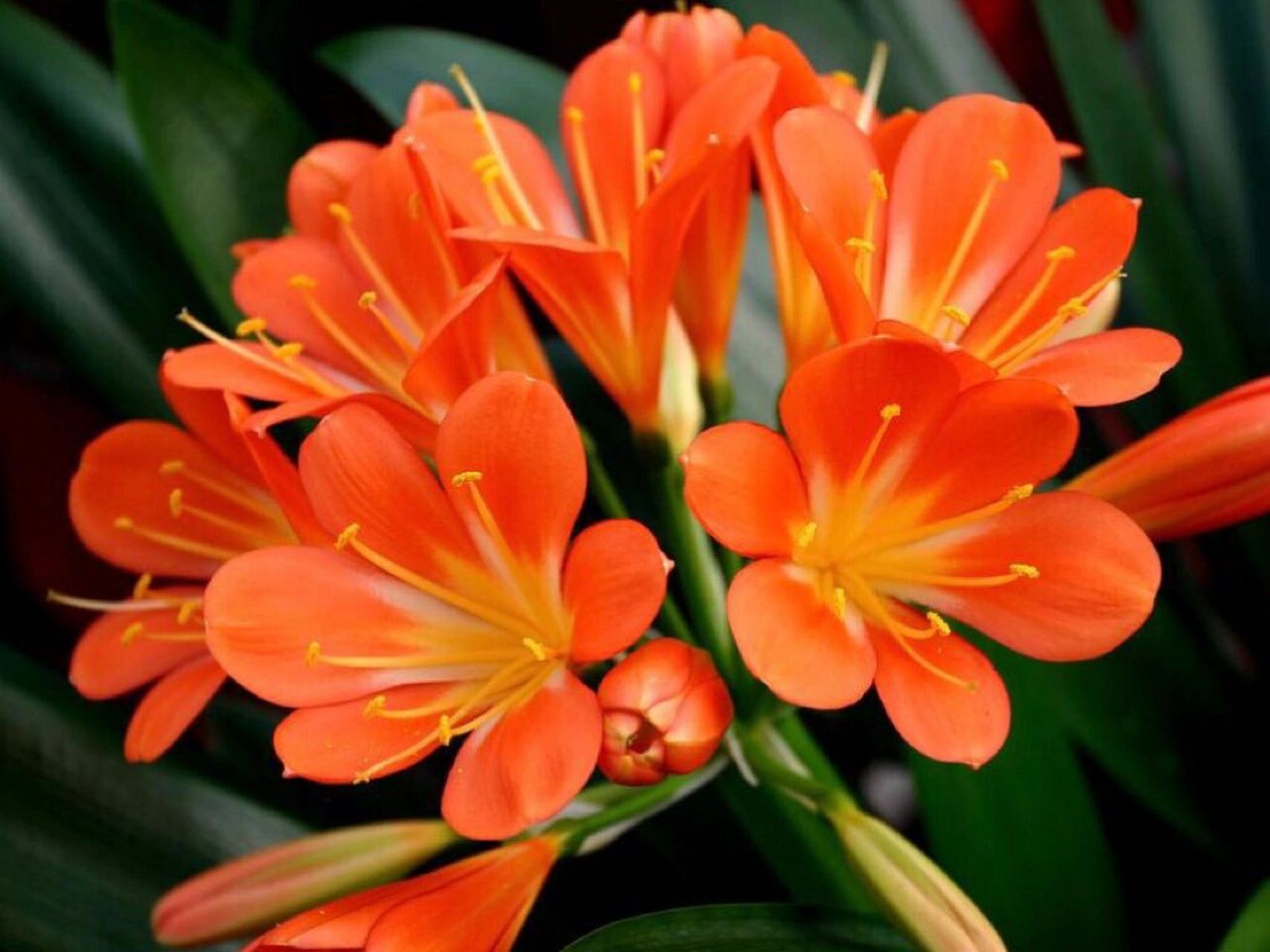 每日一花|君子兰 君子兰:别名剑叶石蒜,大叶石蒜,是石蒜科君子兰属的