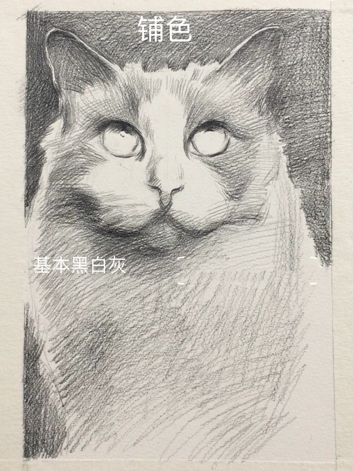 【素描动物】布偶猫画法 步骤图解析 92有问题请留言,看到会解答