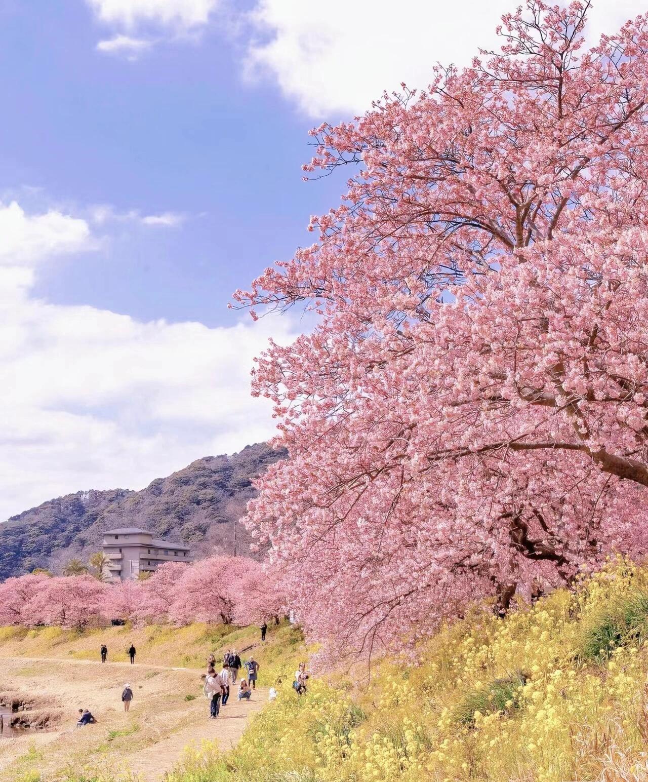 日本樱花图片 最美图片