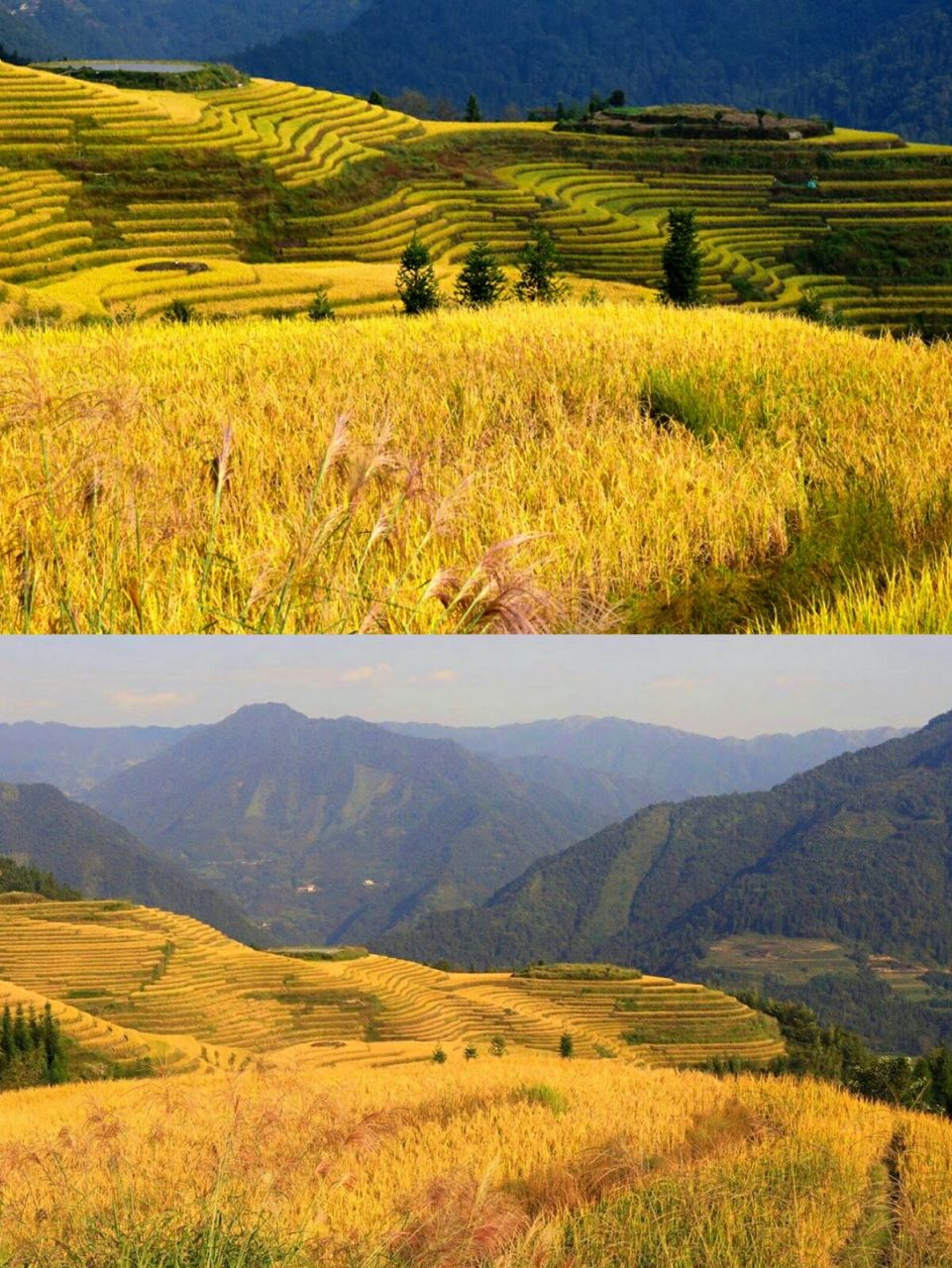 最美季节来临 93|简介: 广西桂林龙胜龙脊梯田,是一个春夏秋三个