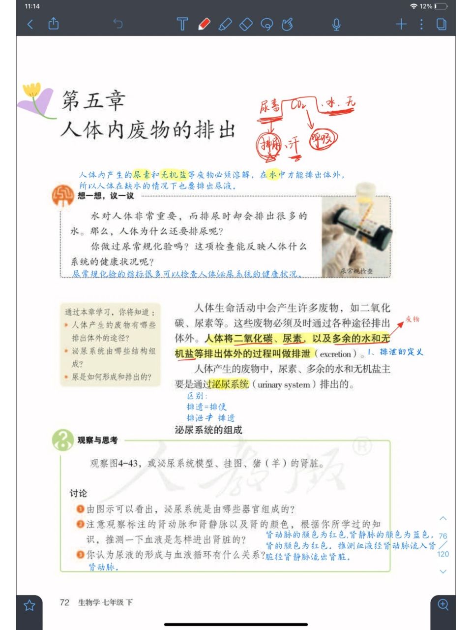 七下第五章 人体内废物的排出 笔记 人教版七下生物 第五章人体内废物
