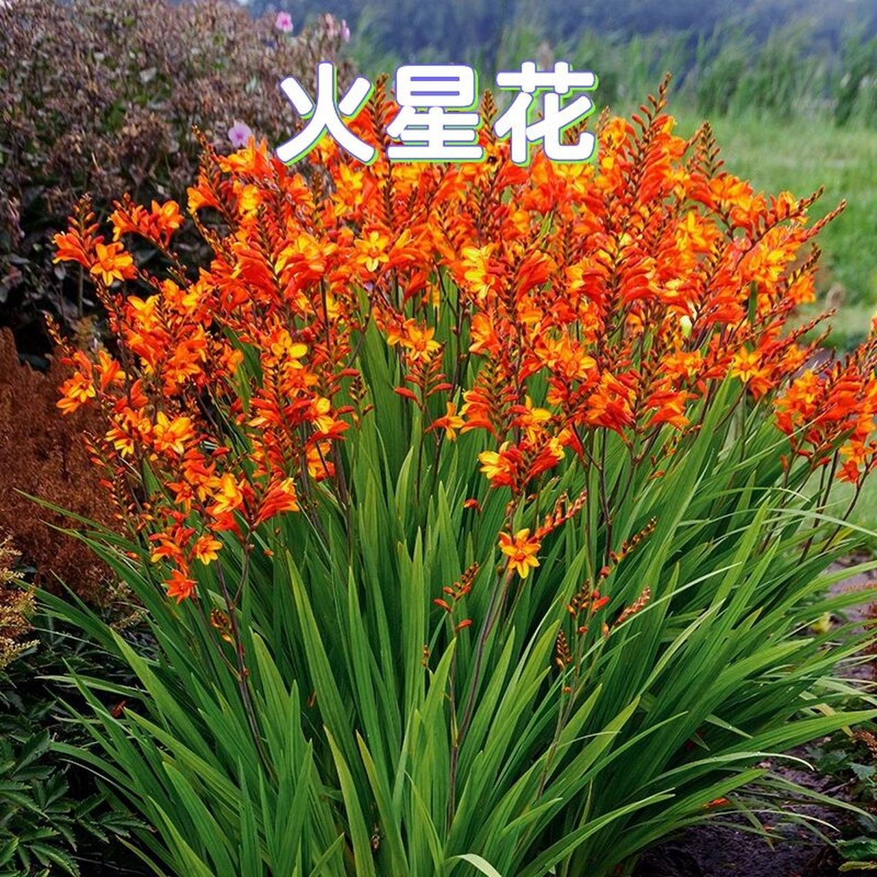 花境植物第33弹——火星花 火星花原产非洲南部,别名雄黄兰,为本属