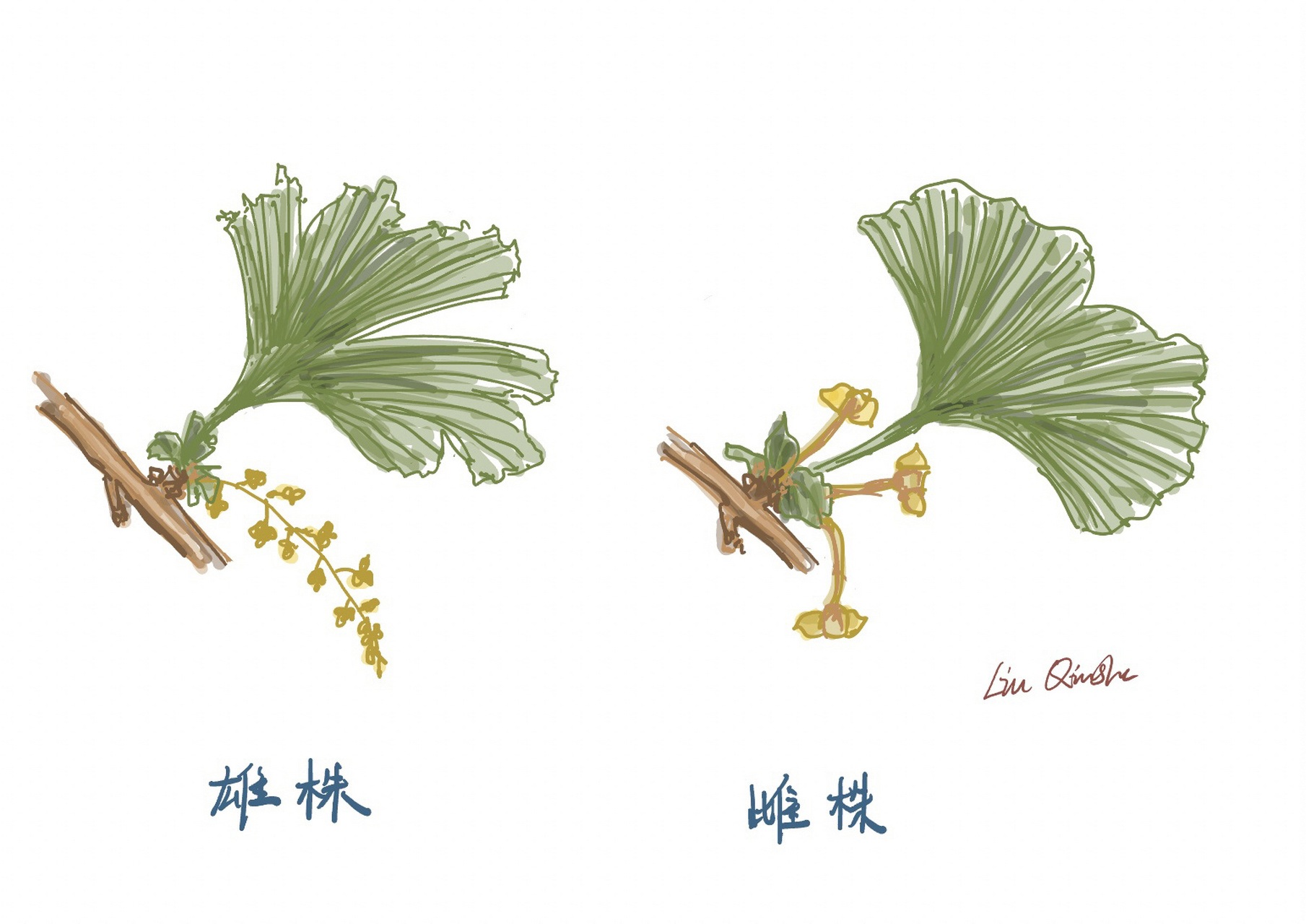 96 植物科普 | 银杏:安能辨我是雌雄 银杏95