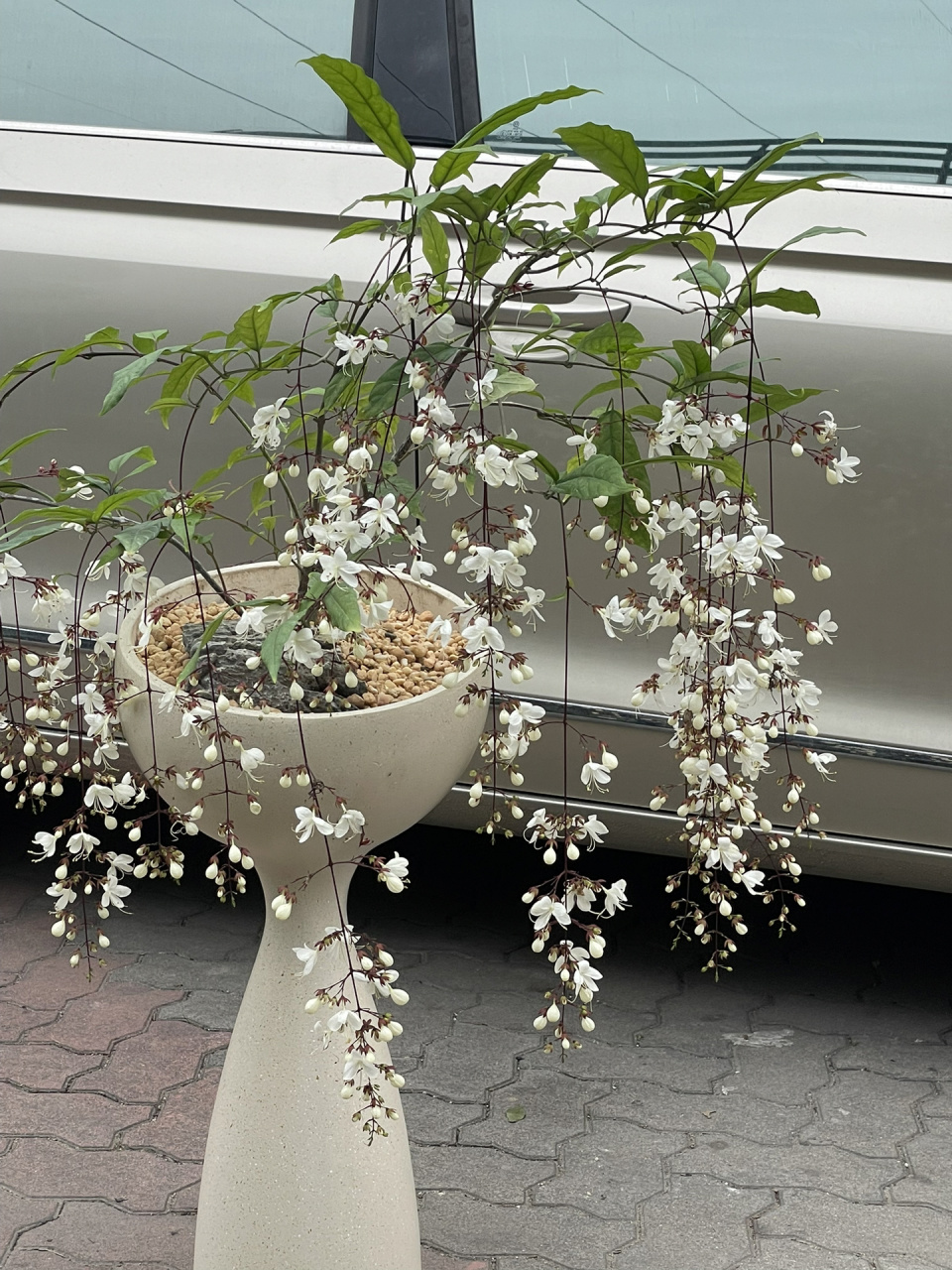 汕头年宵花|仙气飘飘垂丝茉莉