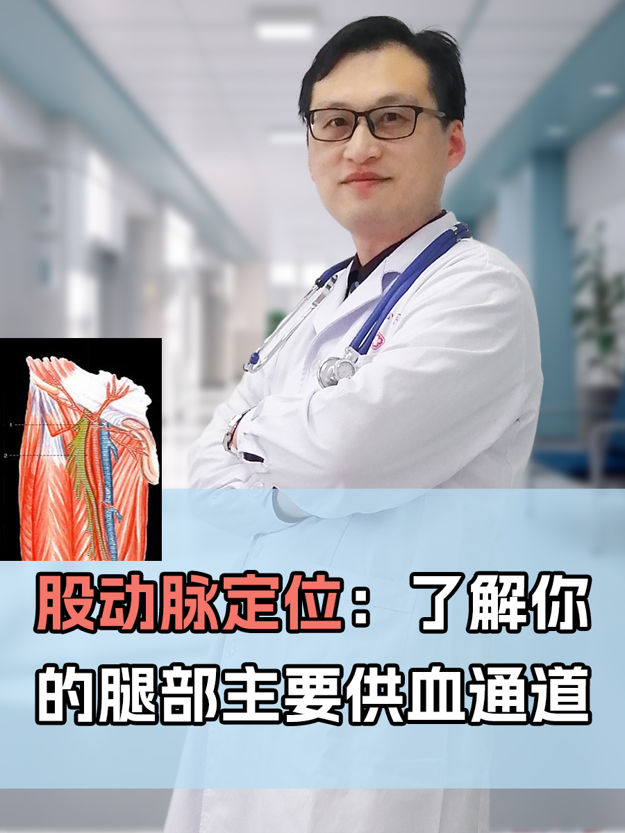 大腿内侧动脉图片