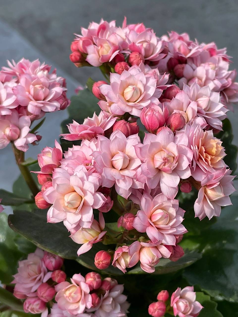 长寿花:人面桃花.