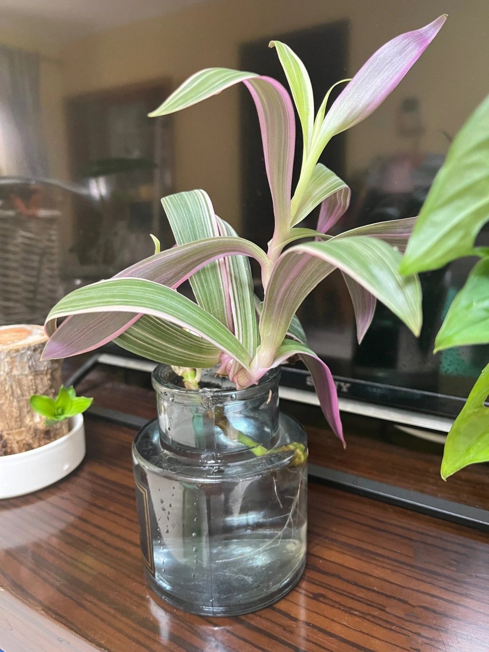 水培油画吊兰 油画吊兰水培二十天,期间一直用清水养,未施过肥,一周换