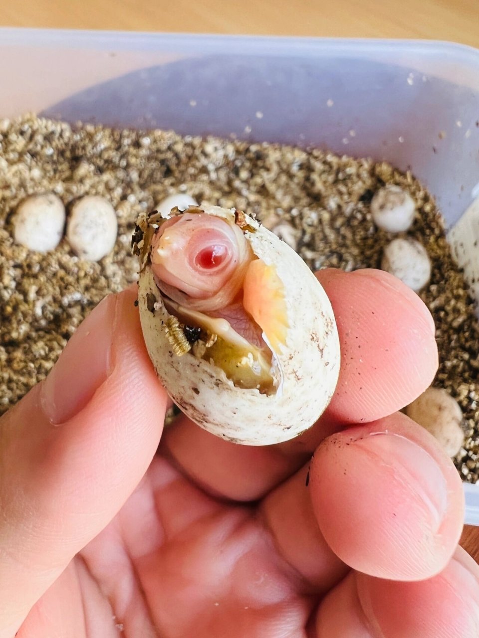 焦糖和粉雪巴西龟 第一年孵化出了三只小焦糖和一只小粉雪巴西龟.