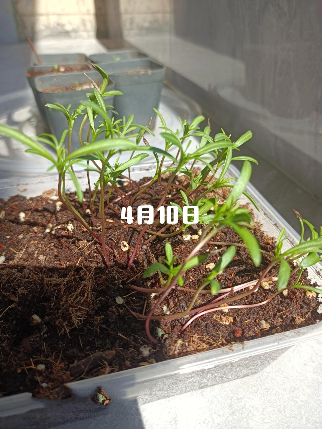 波斯菊/格桑花 成长日记 3月27日播种,没有用路由器催芽,直接播在土面