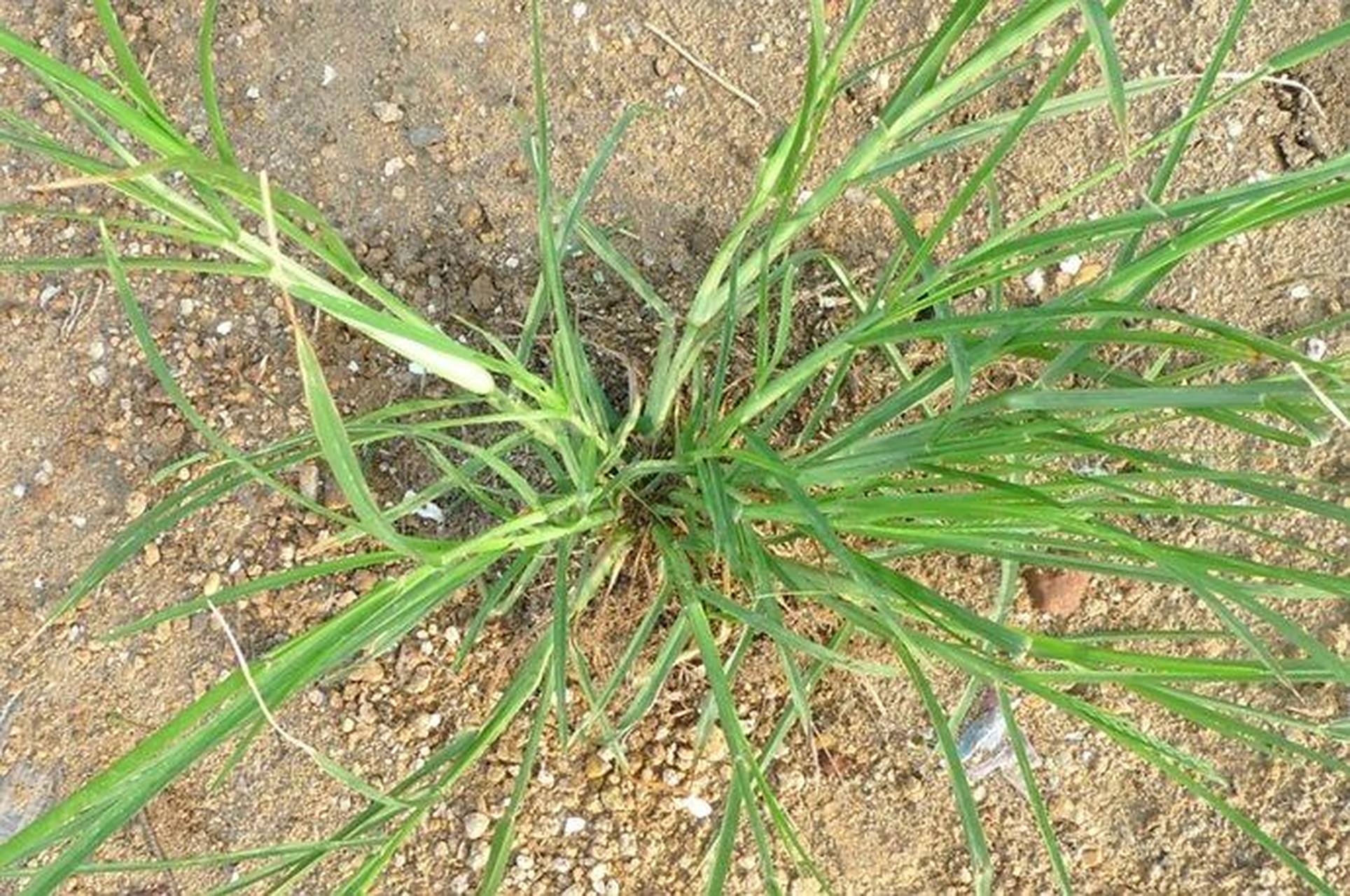 农村常见的杂草牛筋草 牛筋草简介药材名:牛筋草拼音:niú jīn cǎo