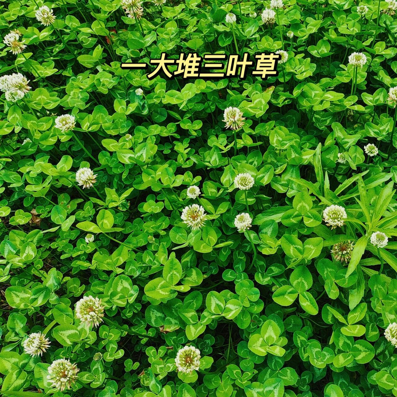 白三叶  豆目豆科车轴草属白三叶 学名:trifolium repens l.