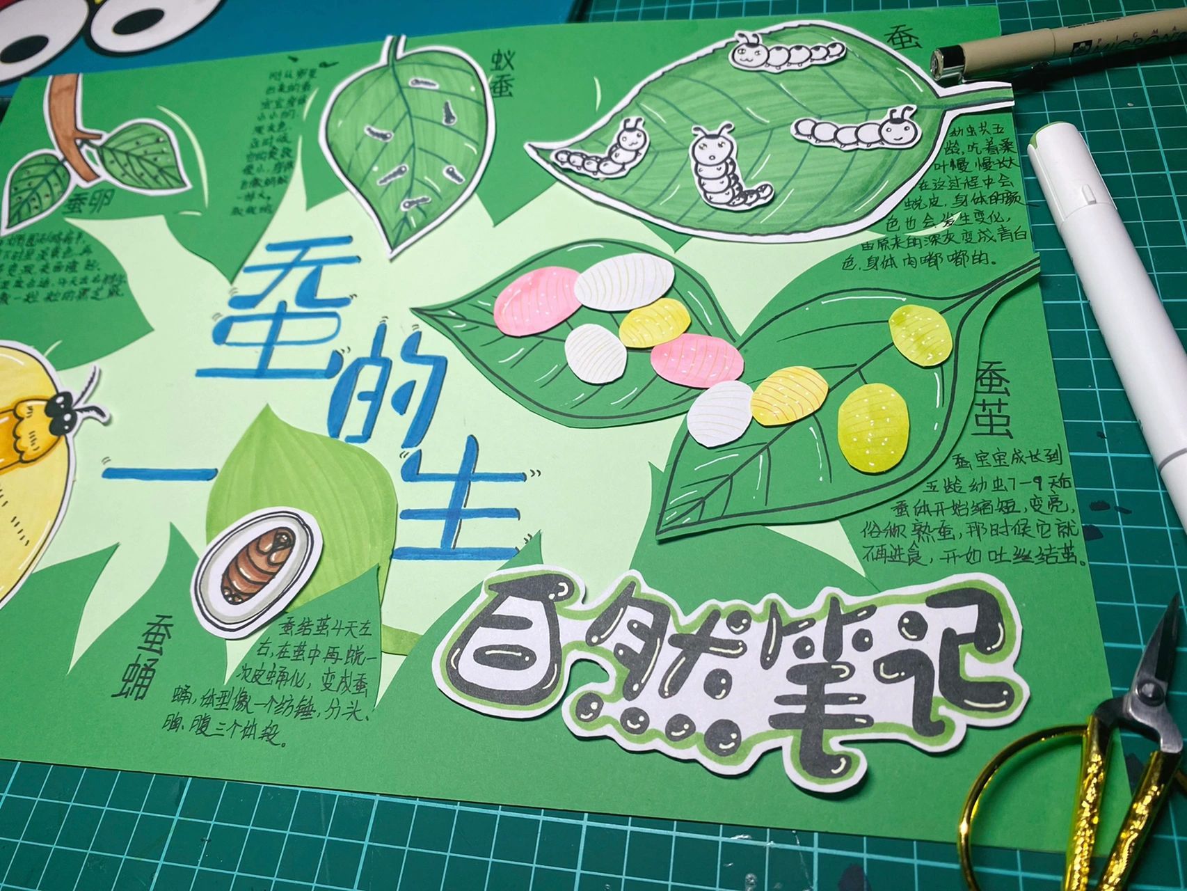 自然笔记(原创)蚕的一生   彩色卡纸剪贴绘画