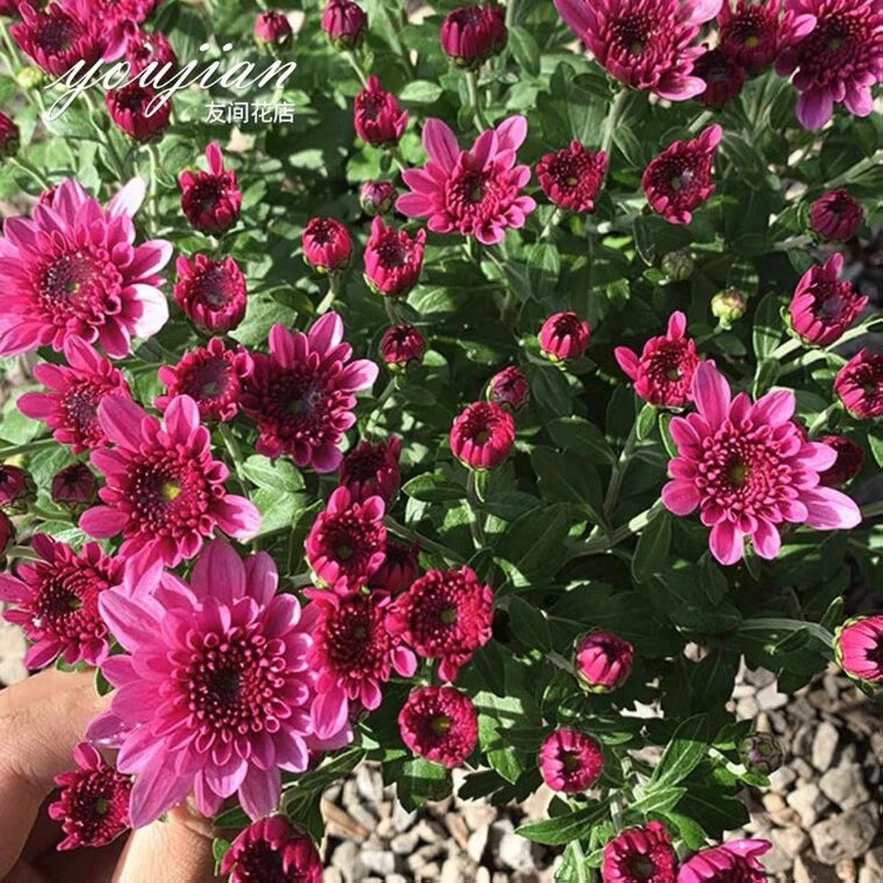 千头菊养护方法 一,充足光照 千头菊应养在充足的光线下,千头菊是一种