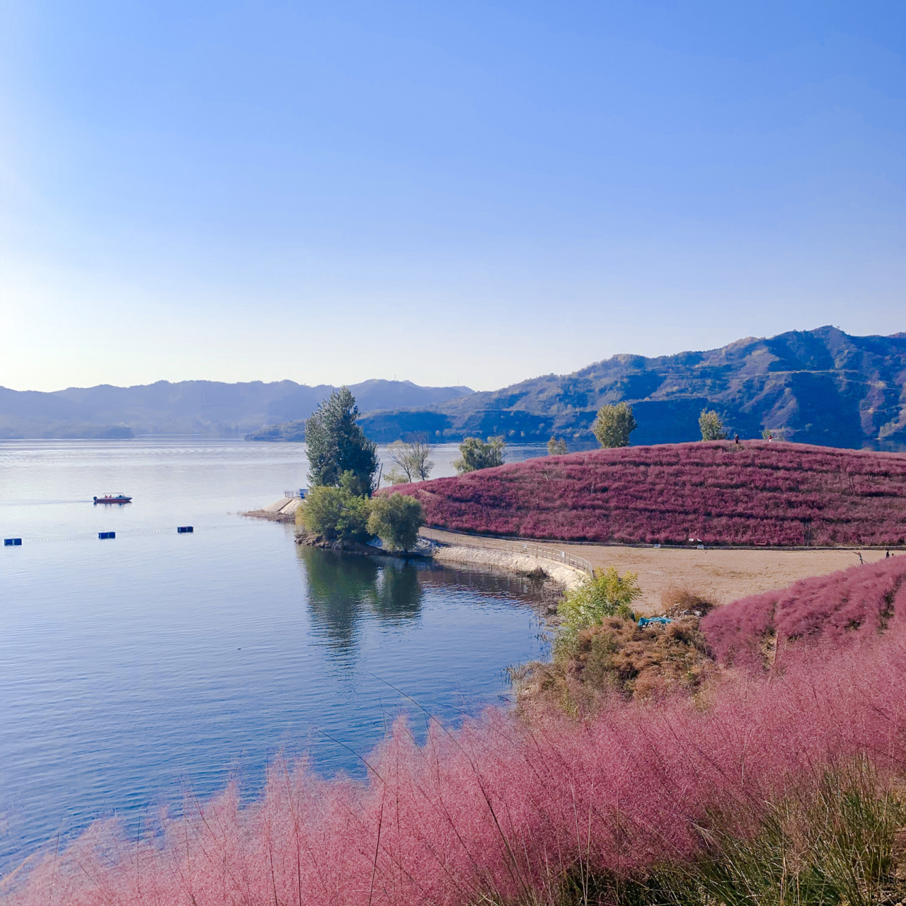 打卡迁安雨花谷 最近小有好多人都去打卡粉黛子 跟个风 迁西雨花谷的