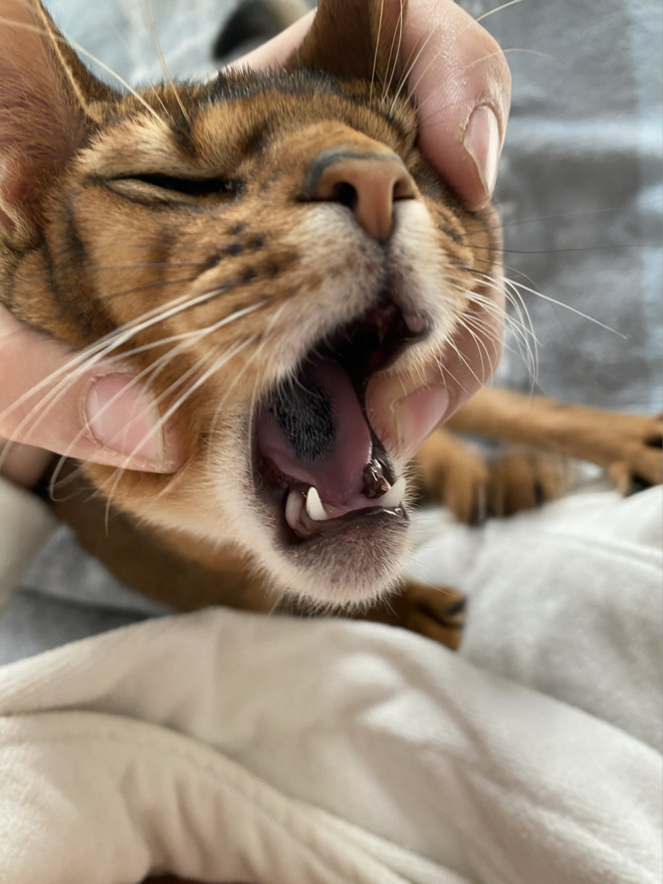 猫咪舌头发黑,求助 我家猫咪突然发现最近舌头特别黑,但精神状态都