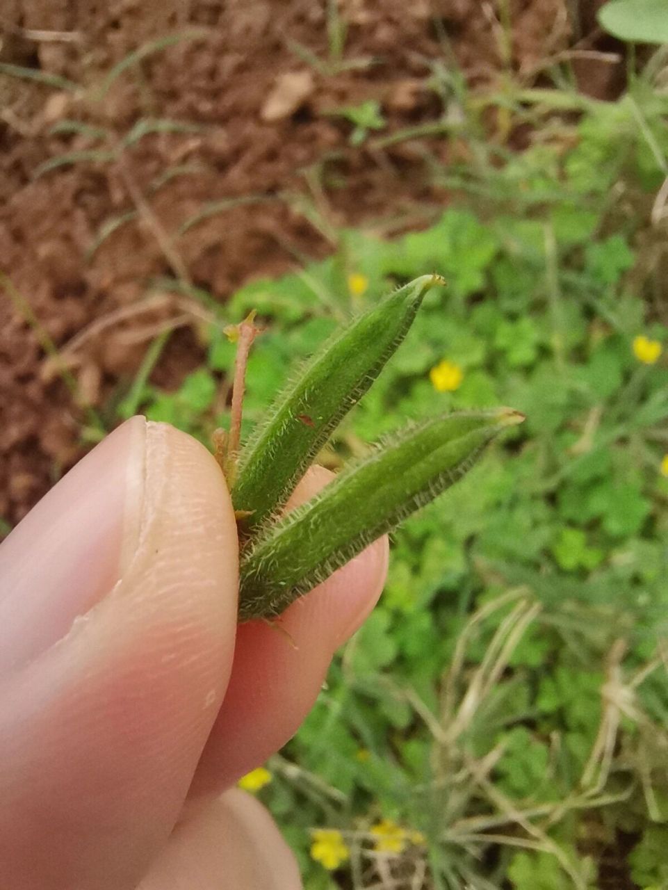 田野科普:这是酸酸草,很好吃!