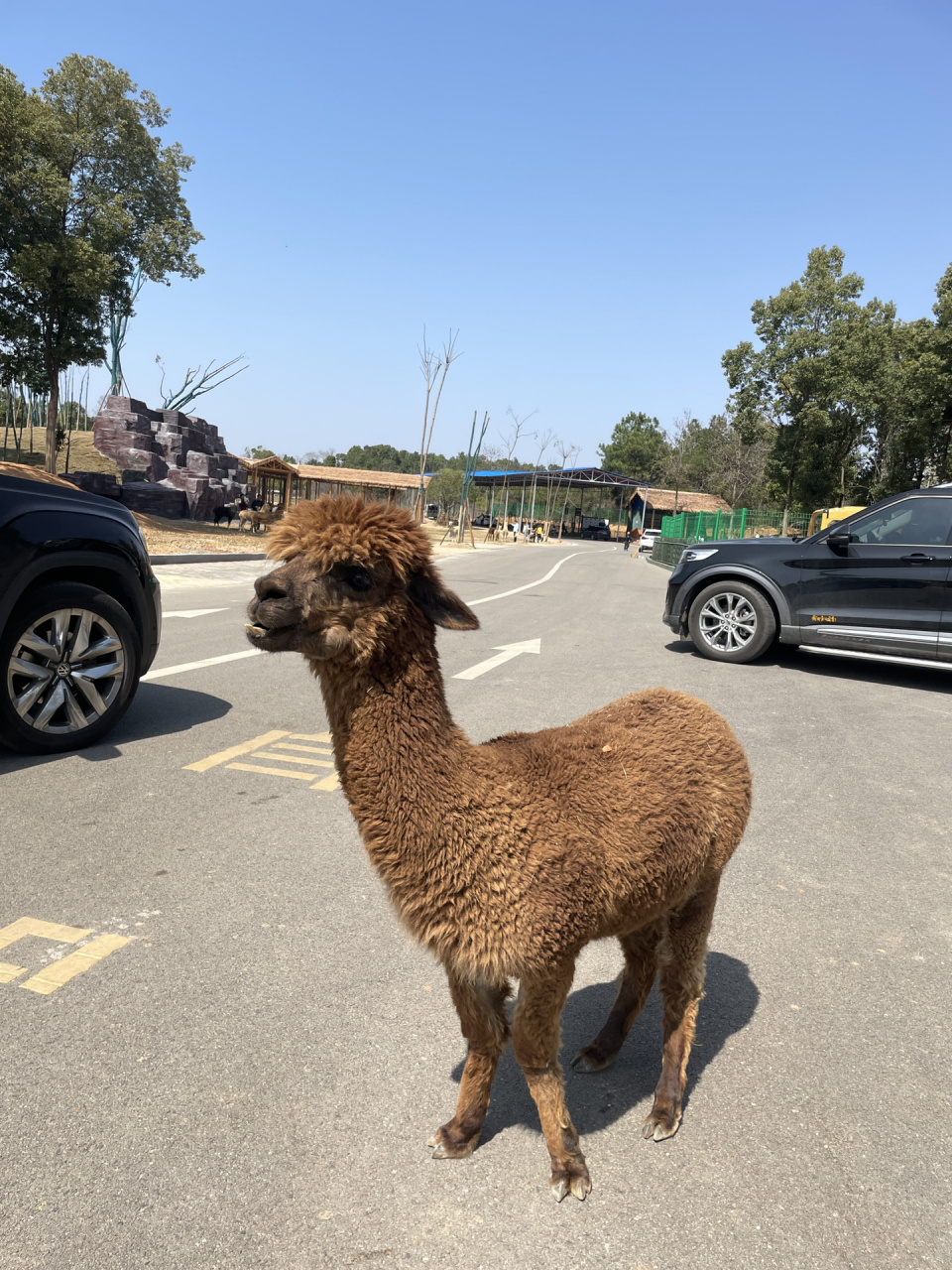 常德汉寿野生动物园攻略 99价:男士18090女生9090 自驾车车票