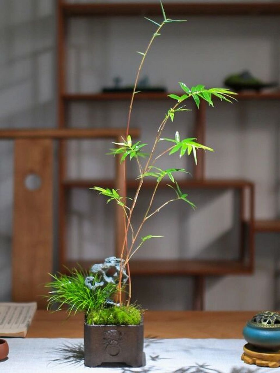 每日盆栽——红观音竹 【红观音竹】 红竹又称红观音竹,是丛生竹产品