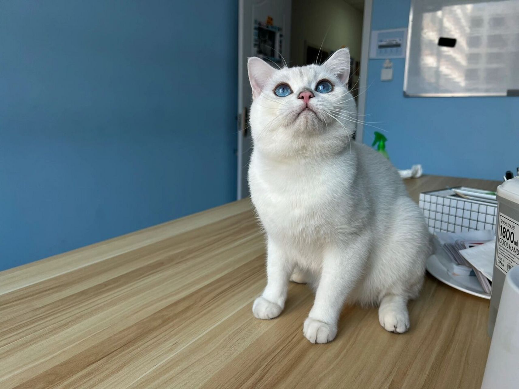 6500买的银点猫咪 6500买的银点猫 现在长这个样子了~大家觉得值吗