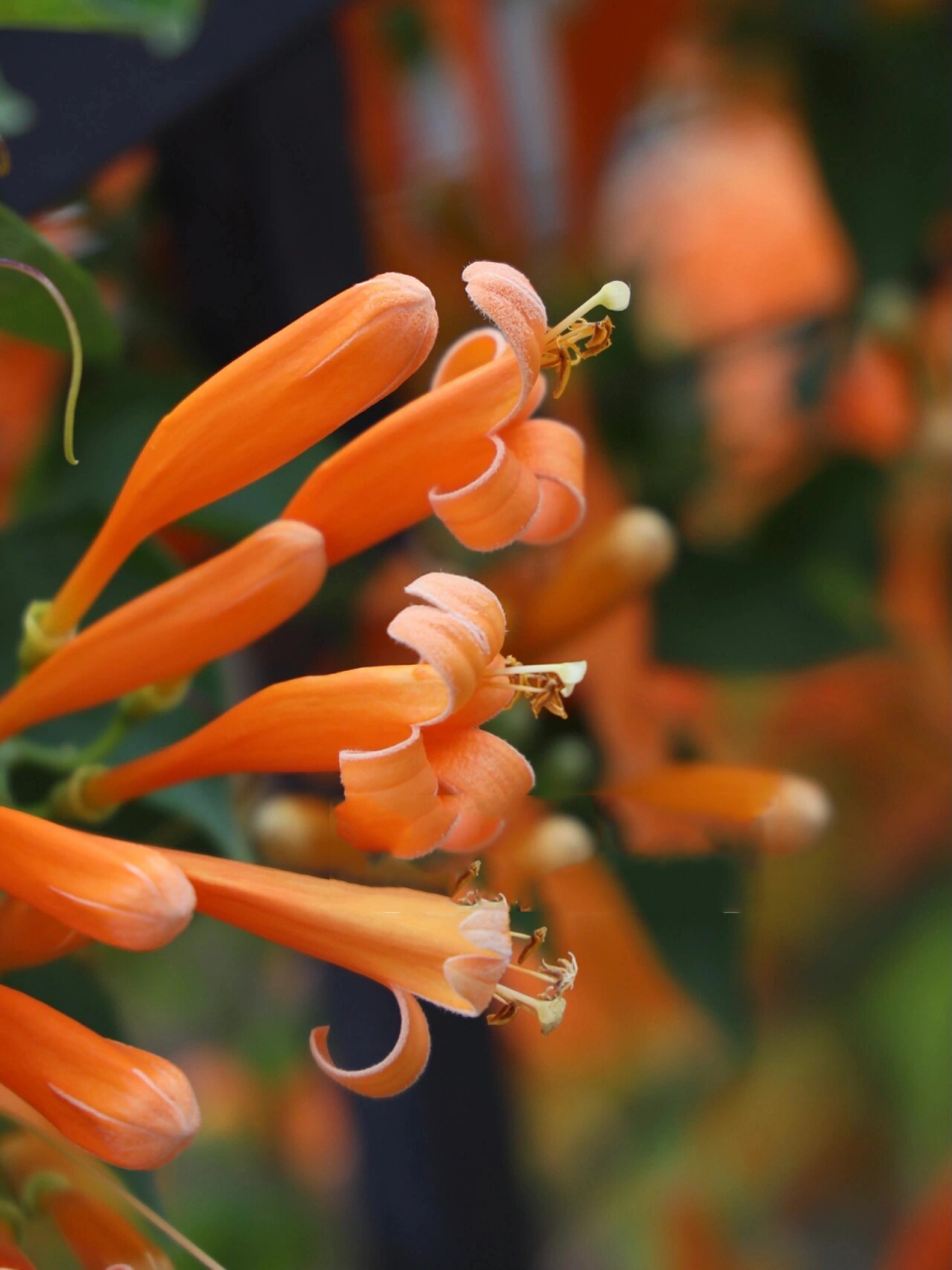 炮杖花|炮仗红,年味浓0606 炮仗花,开花时红橙橙的花朵卷曲相依