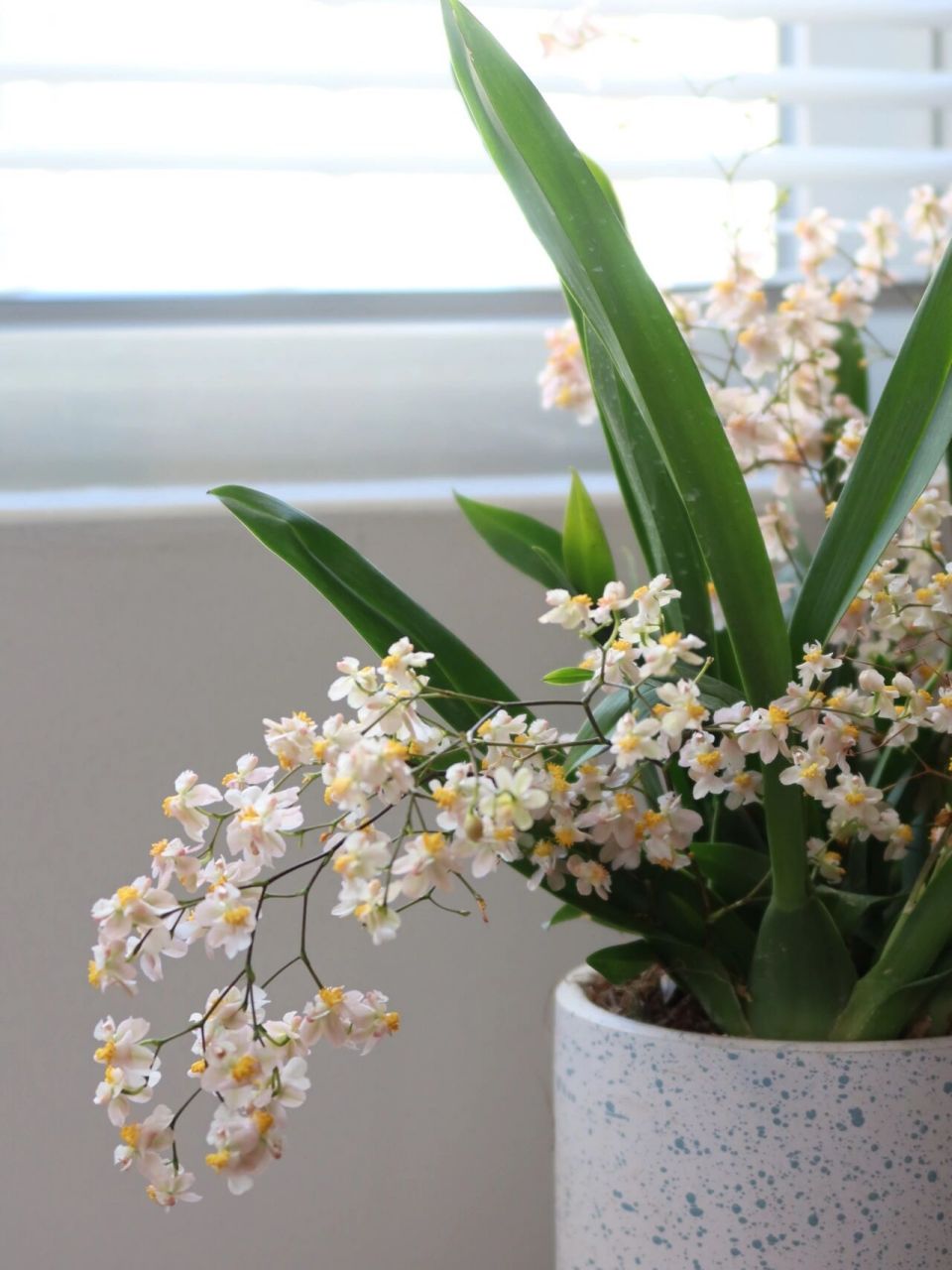 文心兰简直就是室内植物香薰95 室内种的一盆文心