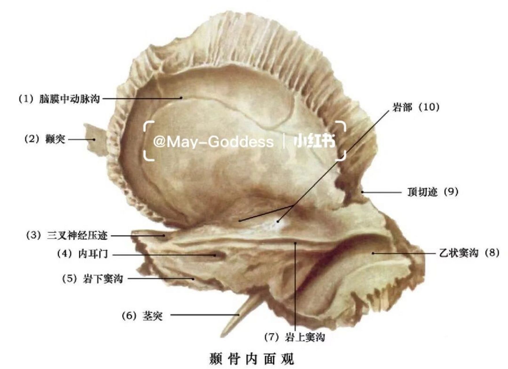 颞骨解剖结构图