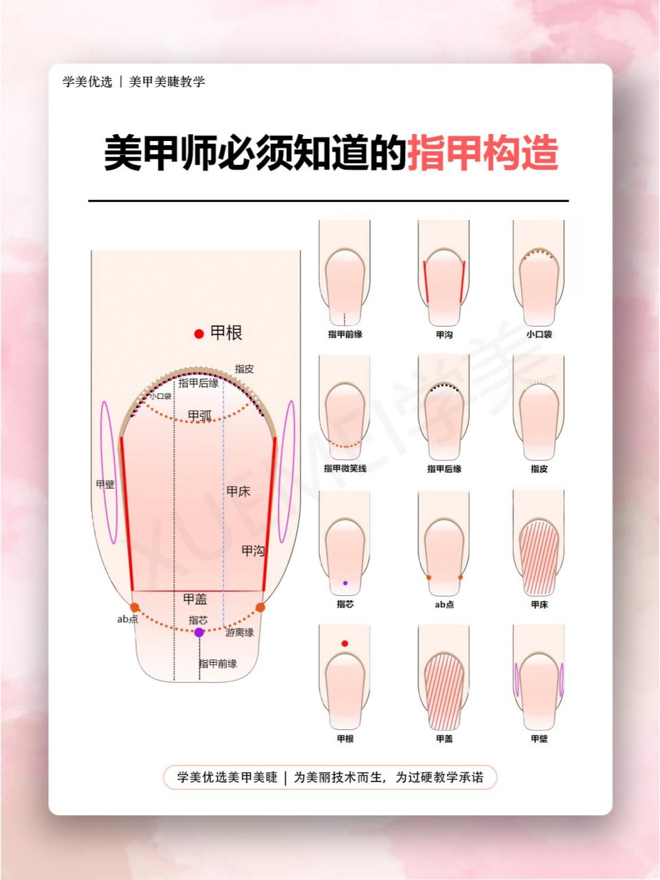 指甲的甲母示意图图片