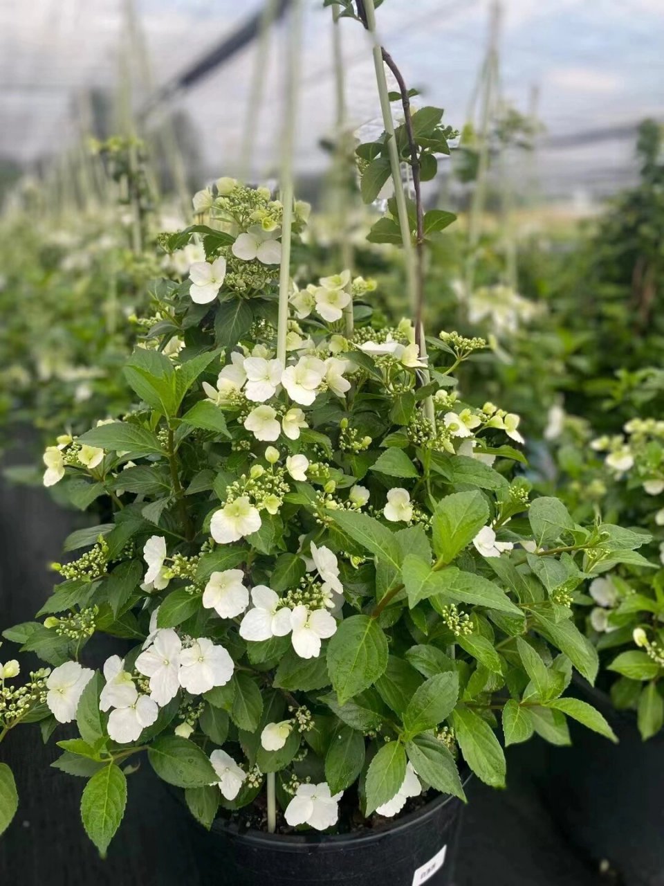 落跑新娘绣球开始爆花啦!