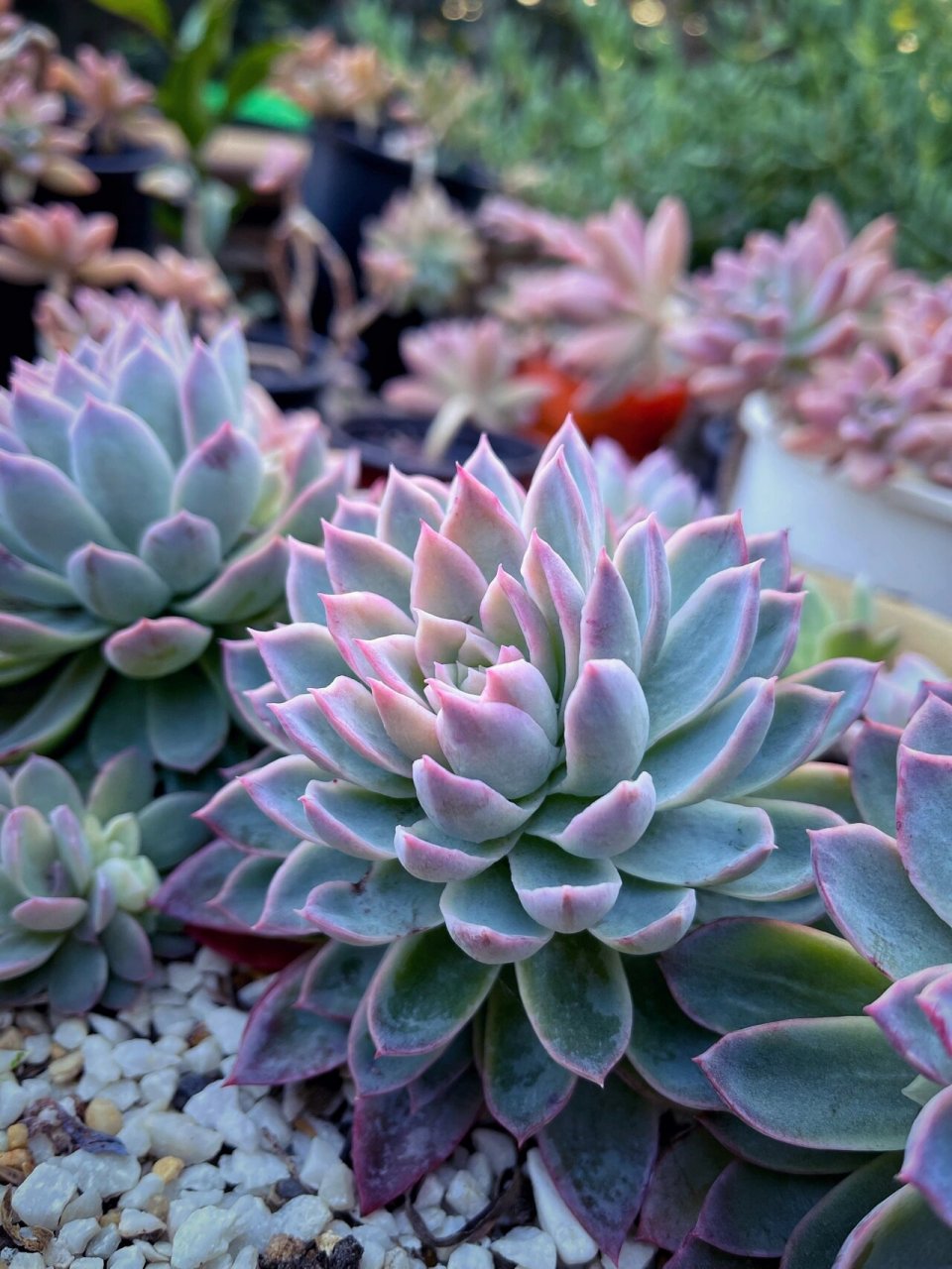 地栽多肉—紫罗兰女王 thursday 29 jul 2021 悉尼封城延长四周 就