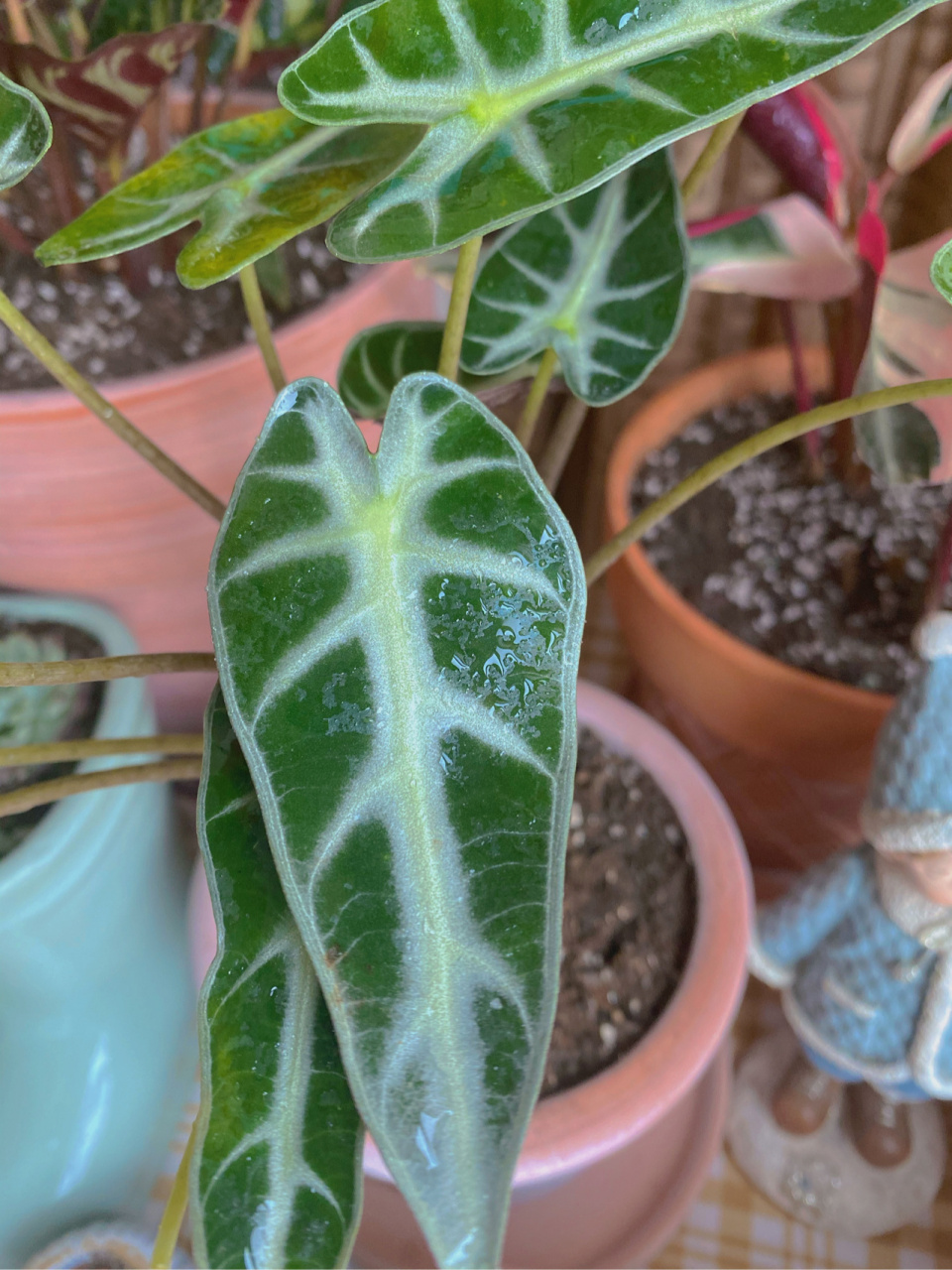 小仙女竹芋02 最近新入了一盆竹芋,被它的颜值迷住了,今天植物小白